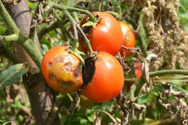Tomato Growing Mistakes: Avoid Crop Failure This Summer