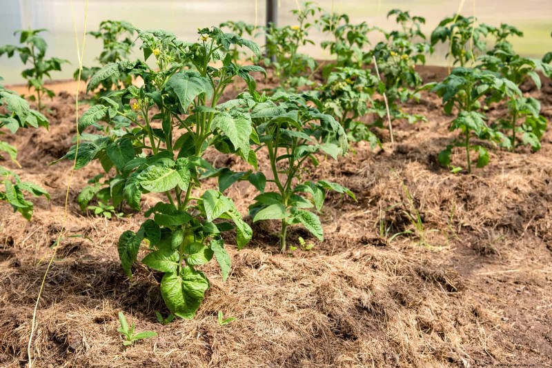 Tomato Growing Mistakes: Avoid Crop Failure This Summer