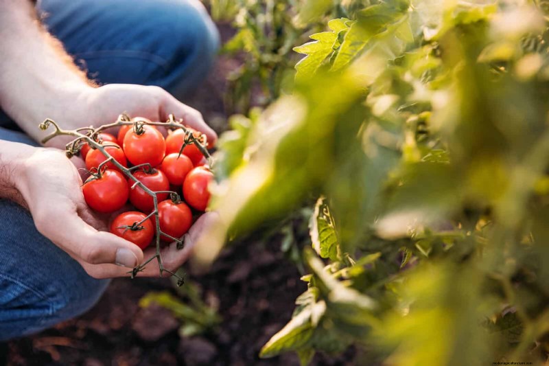 Tomato Growing Mistakes: Avoid Crop Failure This Summer