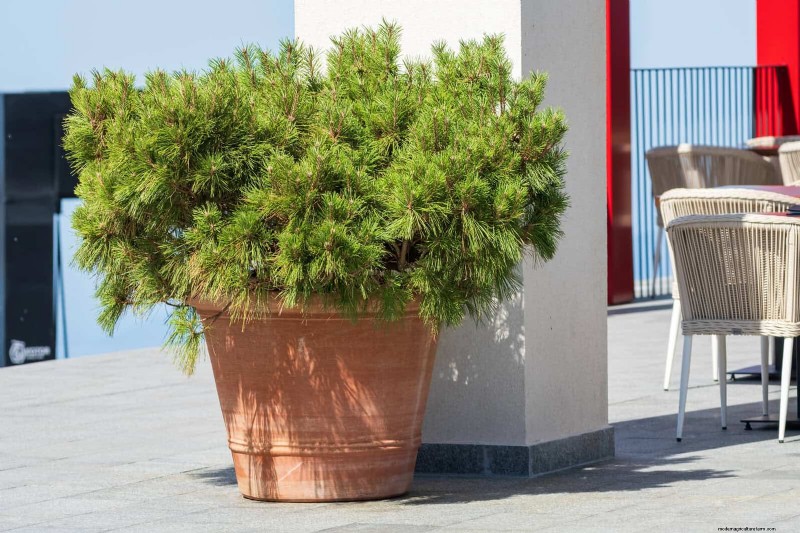 Container Gardening Ideas for Hot, Sunny Patios | Depositphotos