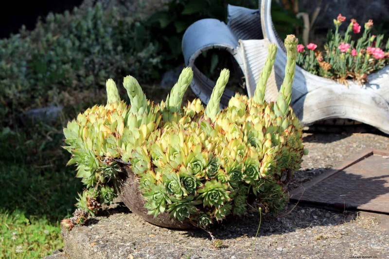 Container Gardening Ideas for Hot, Sunny Patios | Depositphotos