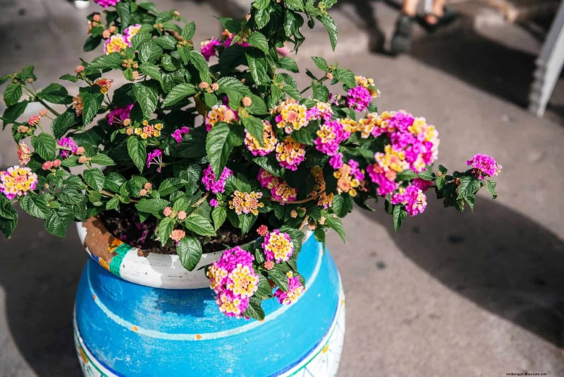 Container Gardening Ideas for Hot, Sunny Patios | Depositphotos