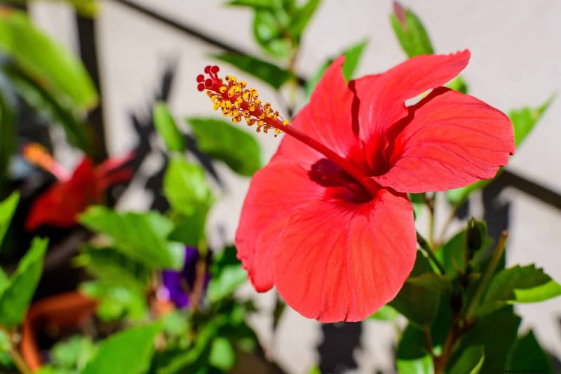 Container Gardening Ideas for Hot, Sunny Patios | Depositphotos