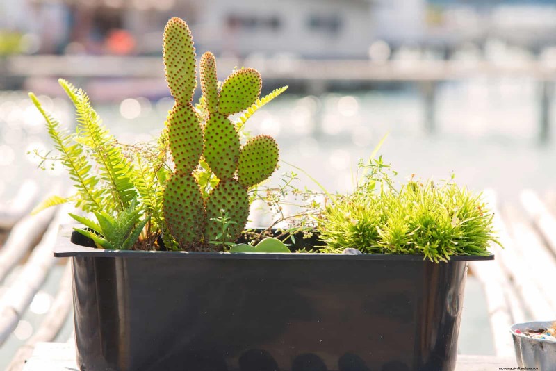 Container Gardening Ideas for Hot, Sunny Patios | Depositphotos