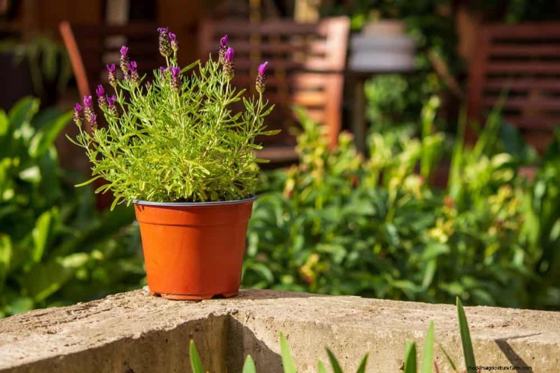 Container Gardening Ideas for Hot, Sunny Patios | Depositphotos