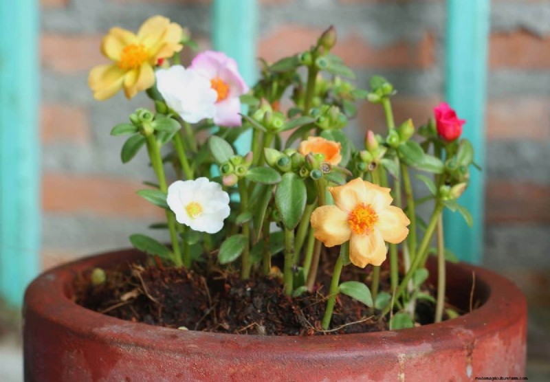 Container Gardening Ideas for Hot, Sunny Patios | Depositphotos