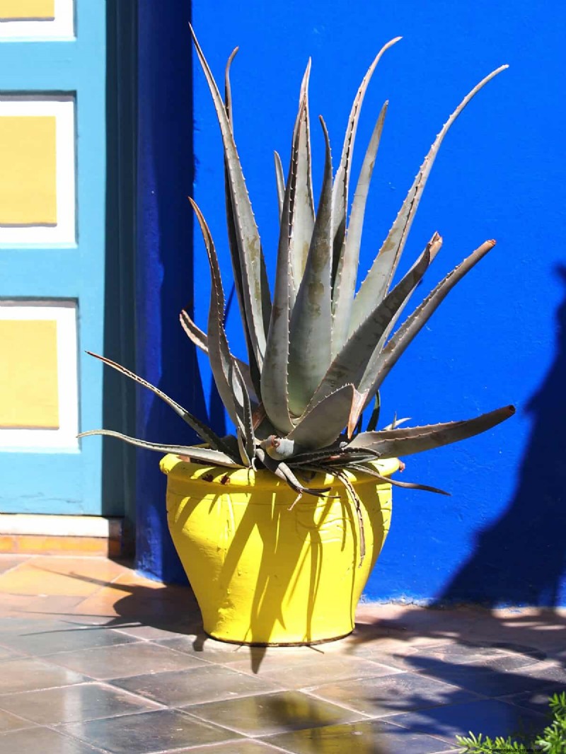 Container Gardening Ideas for Hot, Sunny Patios | Depositphotos