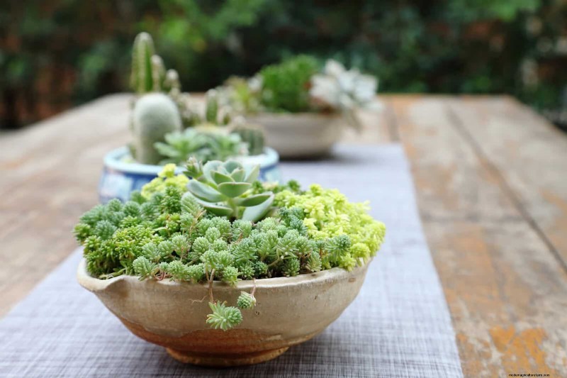 Container Gardening Ideas for Hot, Sunny Patios | Depositphotos