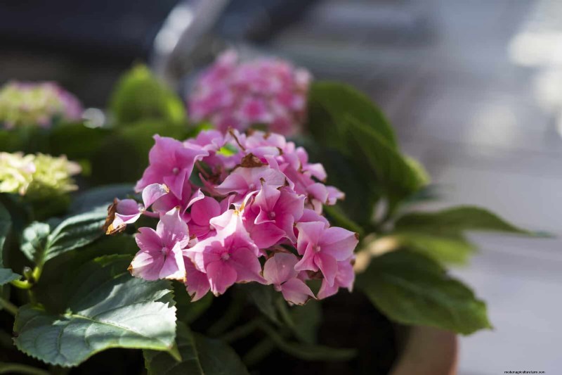 Container Gardening Ideas for Hot, Sunny Patios | Depositphotos