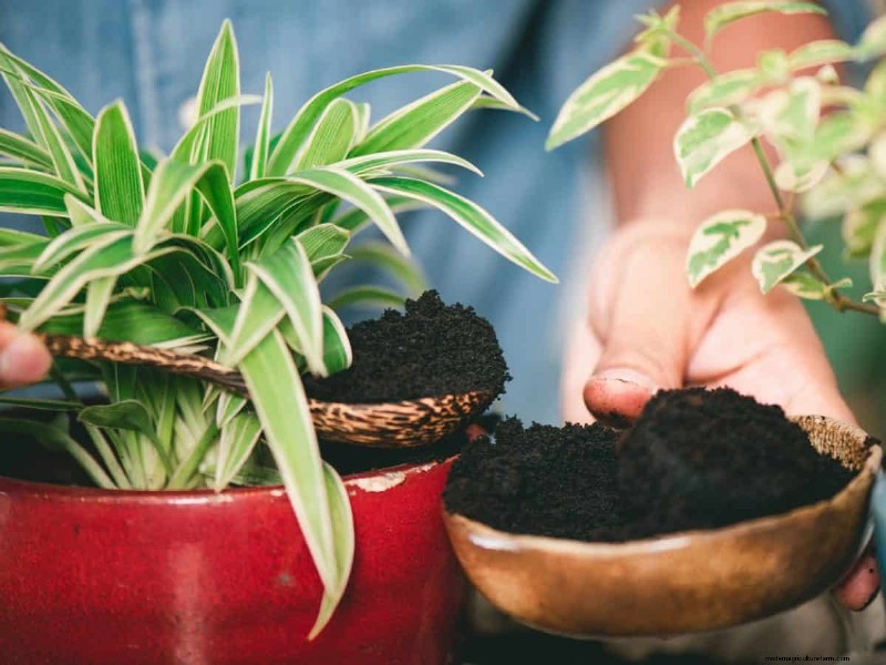 Coffee Grounds for Garden Growth: A Summer Guide