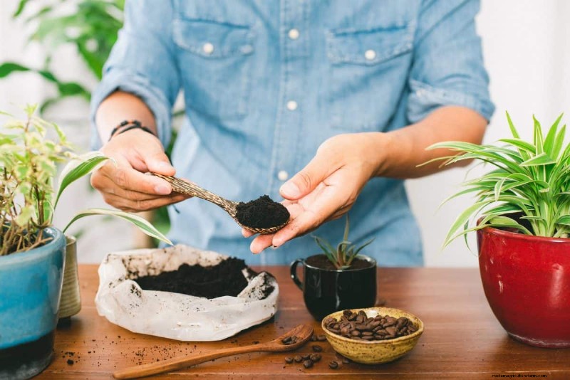 Coffee Grounds for Garden Growth: A Summer Guide
