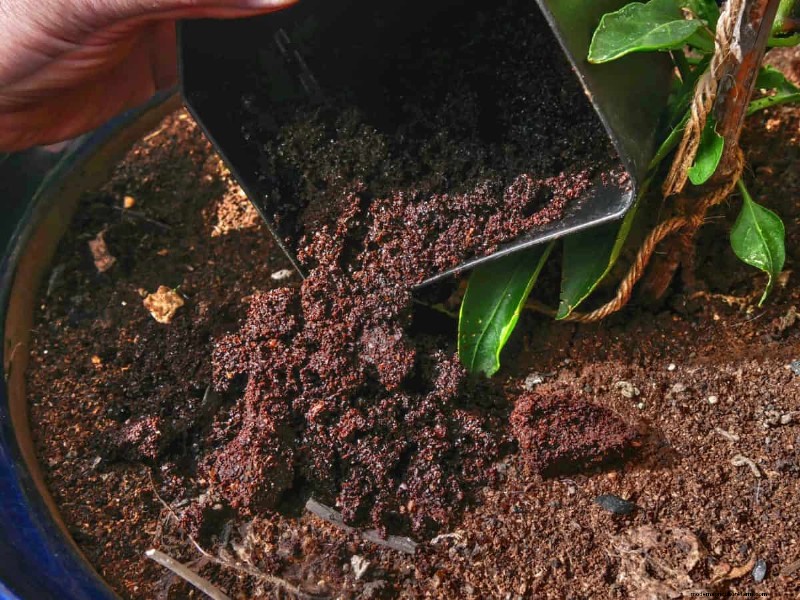 Coffee Grounds for Garden Growth: A Summer Guide