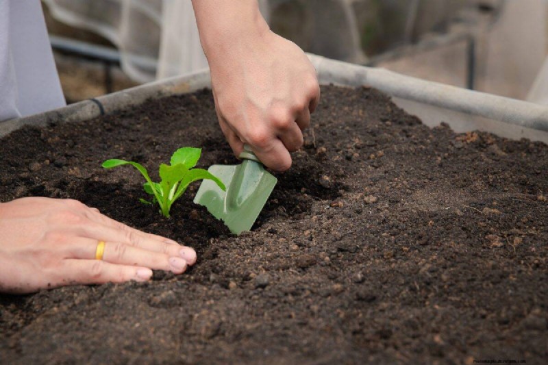 Coffee Grounds for Garden Growth: A Summer Guide