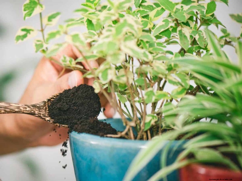 Coffee Grounds for Garden Growth: A Summer Guide