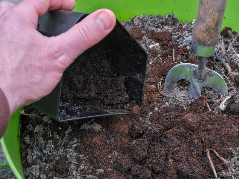 Coffee Grounds for Garden Growth: A Summer Guide