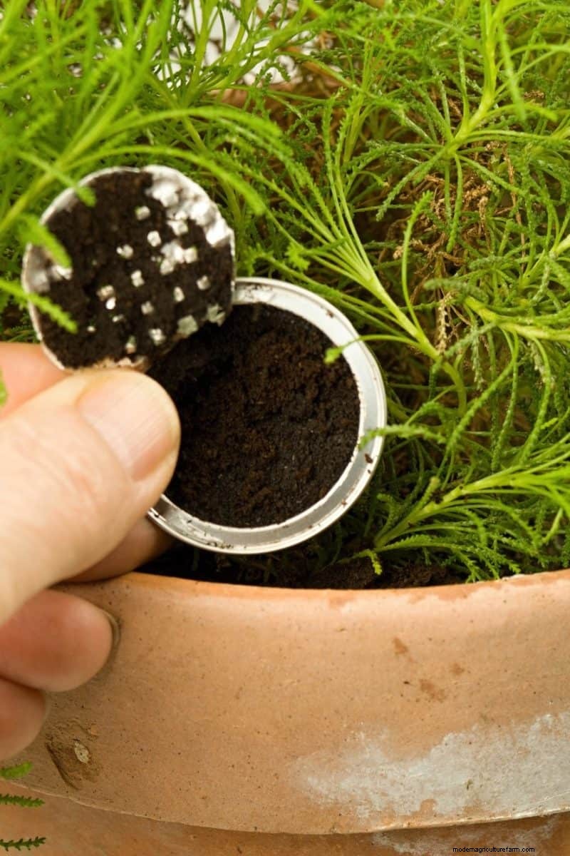 Coffee Grounds for Garden Growth: A Summer Guide