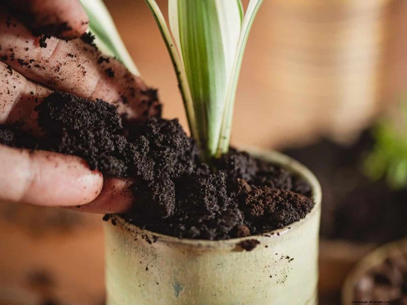 Coffee Grounds for Garden Growth: A Summer Guide