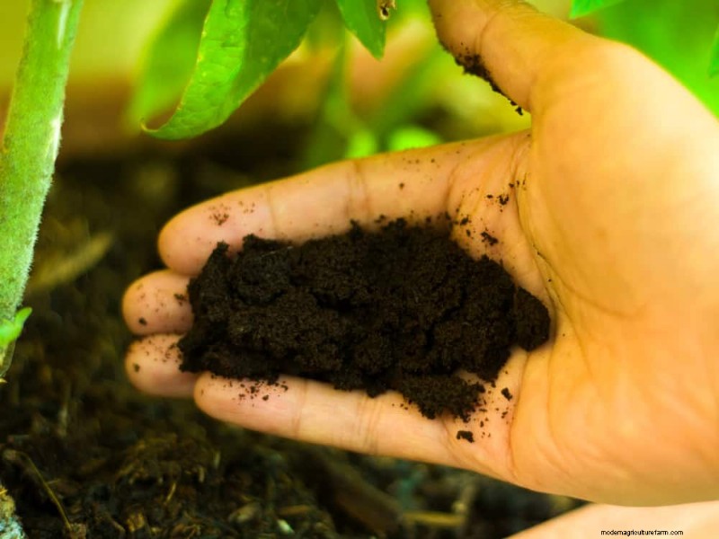 Coffee Grounds for Garden Growth: A Summer Guide