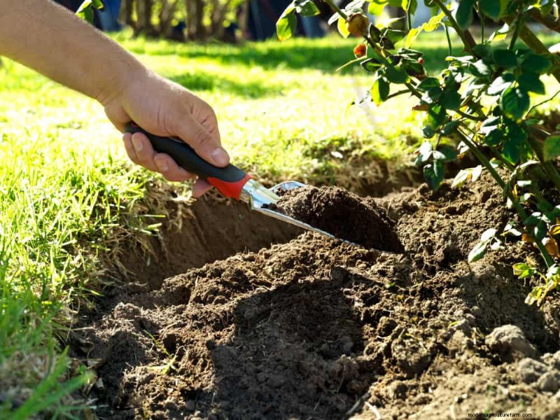 Coffee Grounds for Garden Growth: A Summer Guide