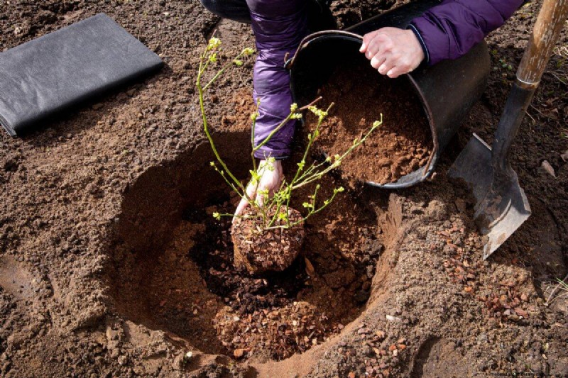 Coffee Grounds for Garden Growth: A Summer Guide