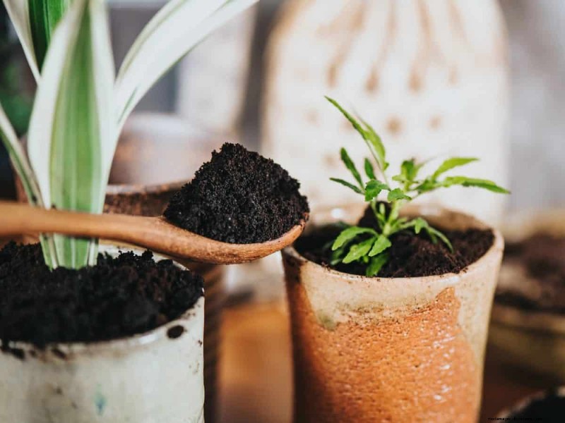 Coffee Grounds for Garden Growth: A Summer Guide