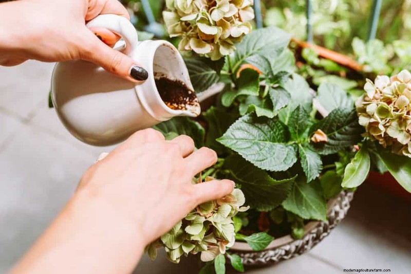 Coffee Grounds for Garden Growth: A Summer Guide