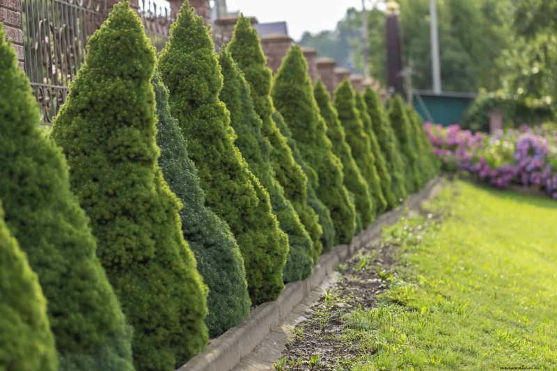 14 Compact Evergreen Shrubs for Year-Round Garden Interest