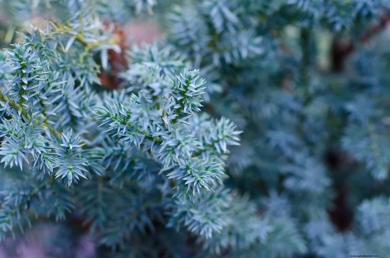 14 Compact Evergreen Shrubs for Year-Round Garden Interest