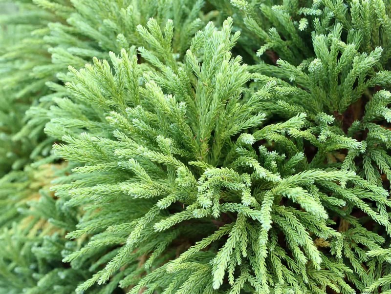 14 Compact Evergreen Shrubs for Year-Round Garden Interest