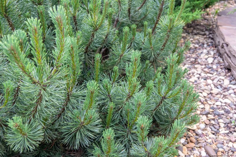 14 Compact Evergreen Shrubs for Year-Round Garden Interest