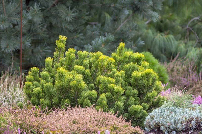 14 Compact Evergreen Shrubs for Year-Round Garden Interest