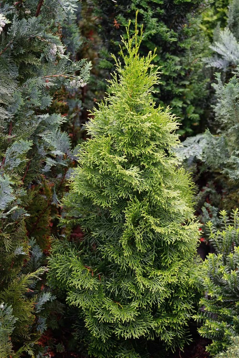 14 Compact Evergreen Shrubs for Year-Round Garden Interest