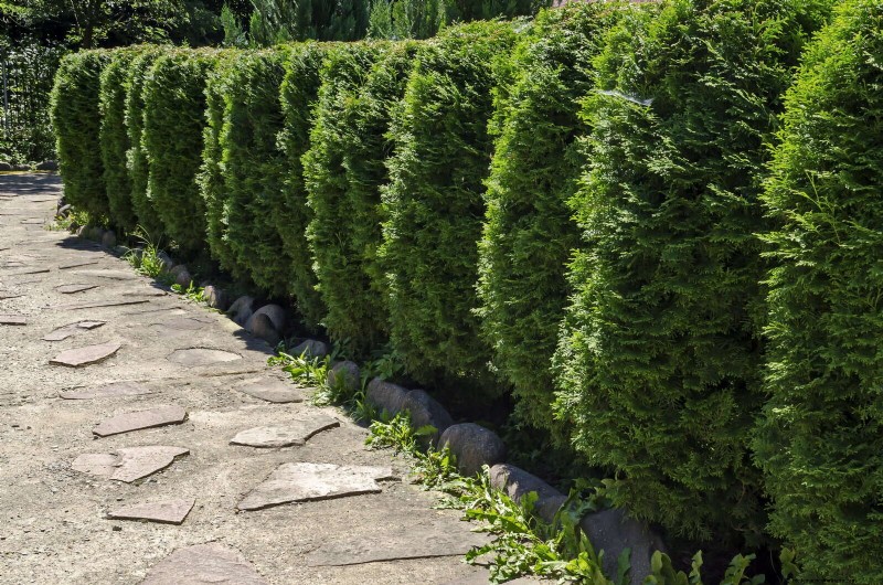 14 Compact Evergreen Shrubs for Year-Round Garden Interest