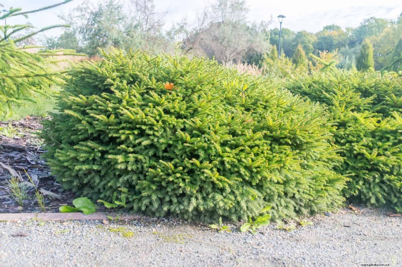 14 Compact Evergreen Shrubs for Year-Round Garden Interest