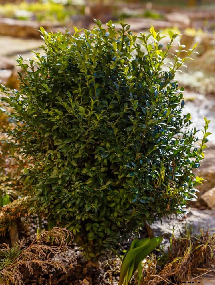 14 Compact Evergreen Shrubs for Year-Round Garden Interest