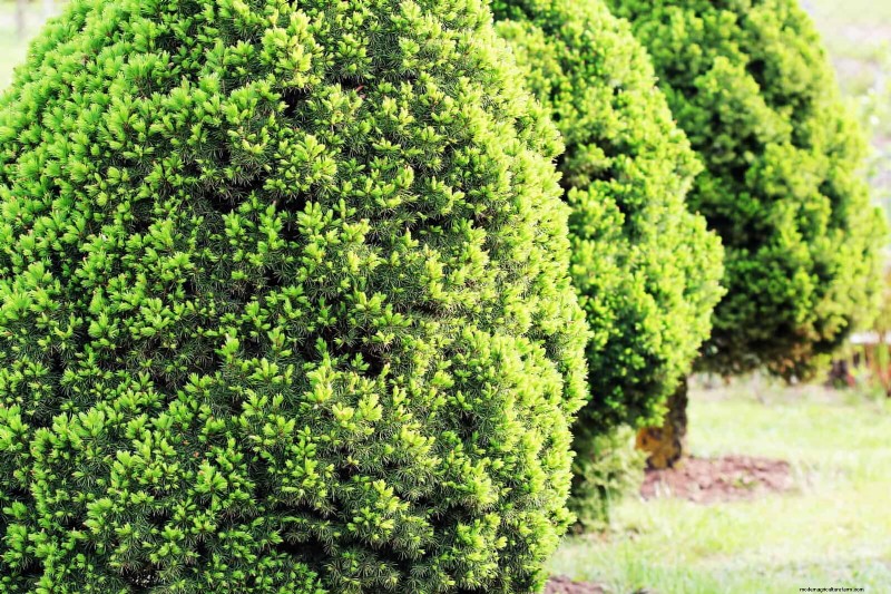 14 Compact Evergreen Shrubs for Year-Round Garden Interest