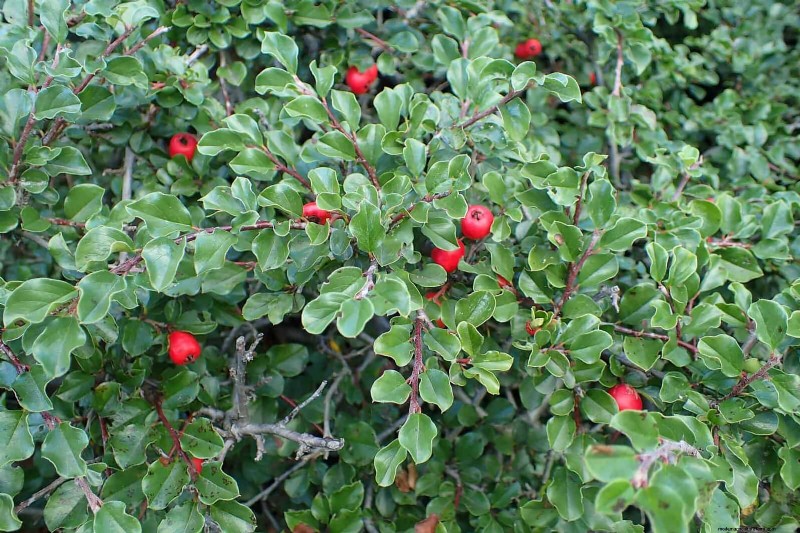 14 Compact Evergreen Shrubs for Year-Round Garden Interest