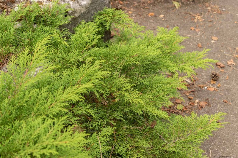 14 Compact Evergreen Shrubs for Year-Round Garden Interest