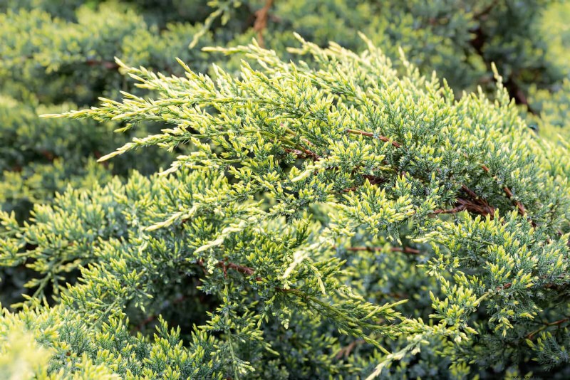 14 Compact Evergreen Shrubs for Year-Round Garden Interest