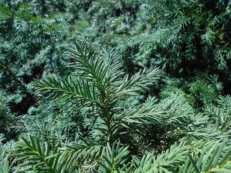14 Compact Evergreen Shrubs for Year-Round Garden Interest