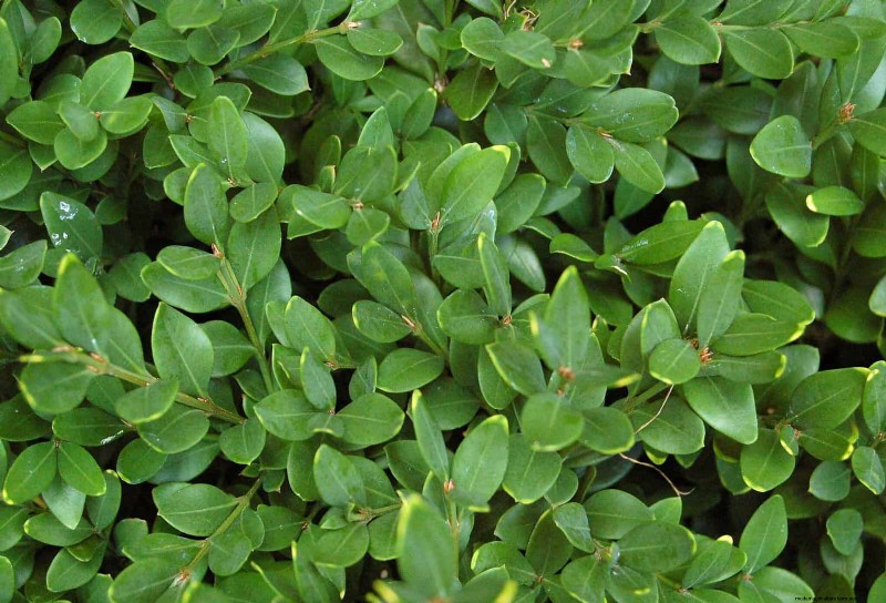 14 Compact Evergreen Shrubs for Year-Round Garden Interest