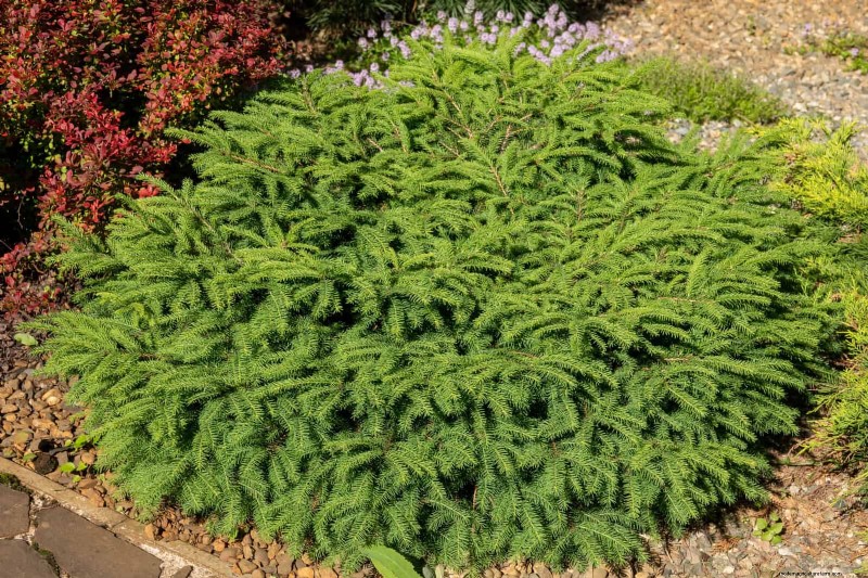 14 Compact Evergreen Shrubs for Year-Round Garden Interest