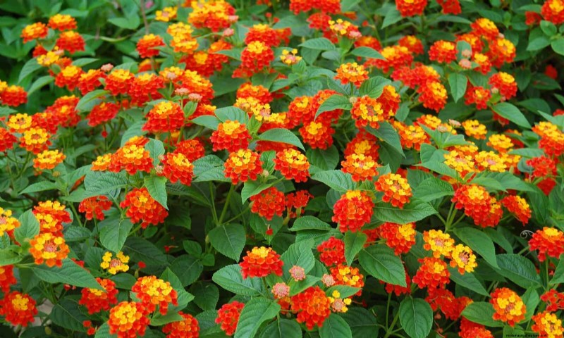 Heat-Resistant Flowers: 15 Blooms That Thrive in Hot Weather