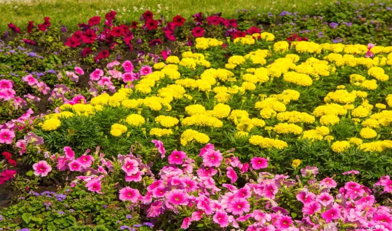 Heat-Resistant Flowers: 15 Blooms That Thrive in Hot Weather