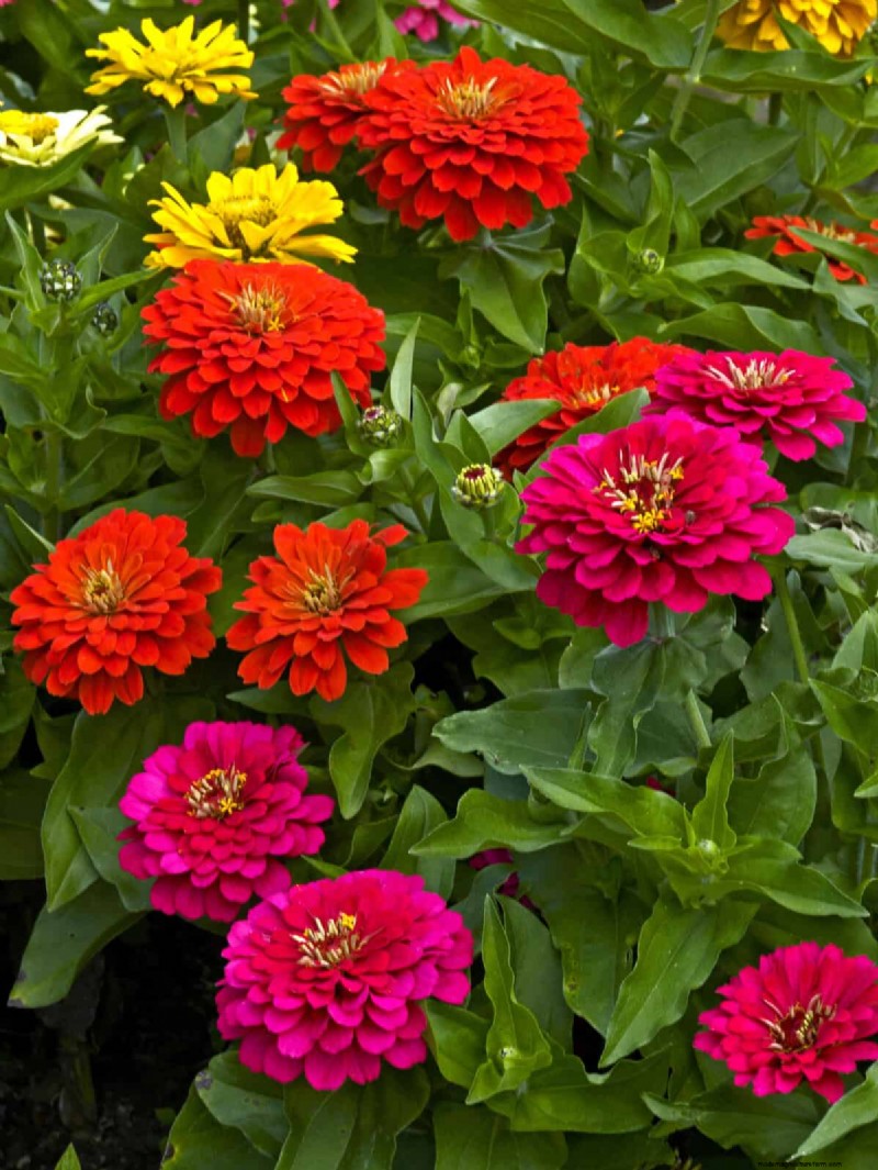 Heat-Resistant Flowers: 15 Blooms That Thrive in Hot Weather