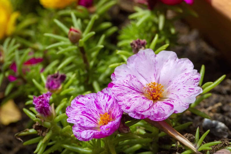 Heat-Resistant Flowers: 15 Blooms That Thrive in Hot Weather