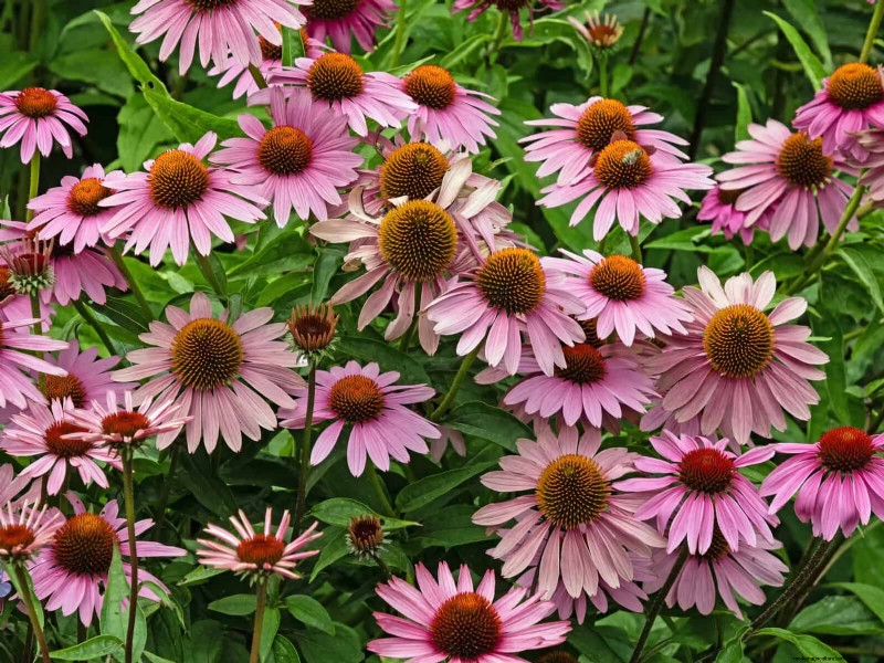 Heat-Resistant Flowers: 15 Blooms That Thrive in Hot Weather