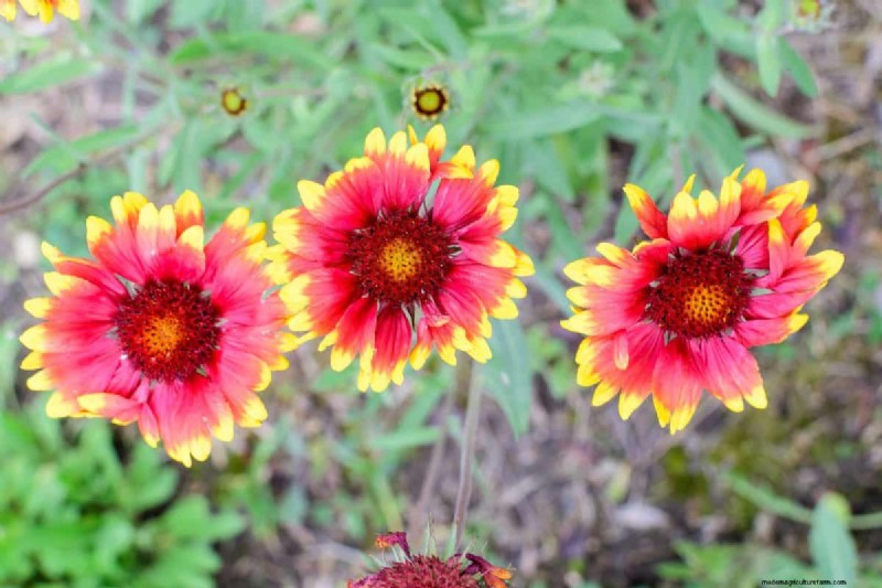 Heat-Resistant Flowers: 15 Blooms That Thrive in Hot Weather