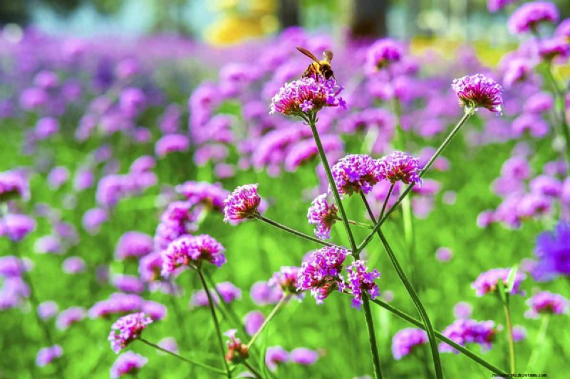 Heat-Resistant Flowers: 15 Blooms That Thrive in Hot Weather