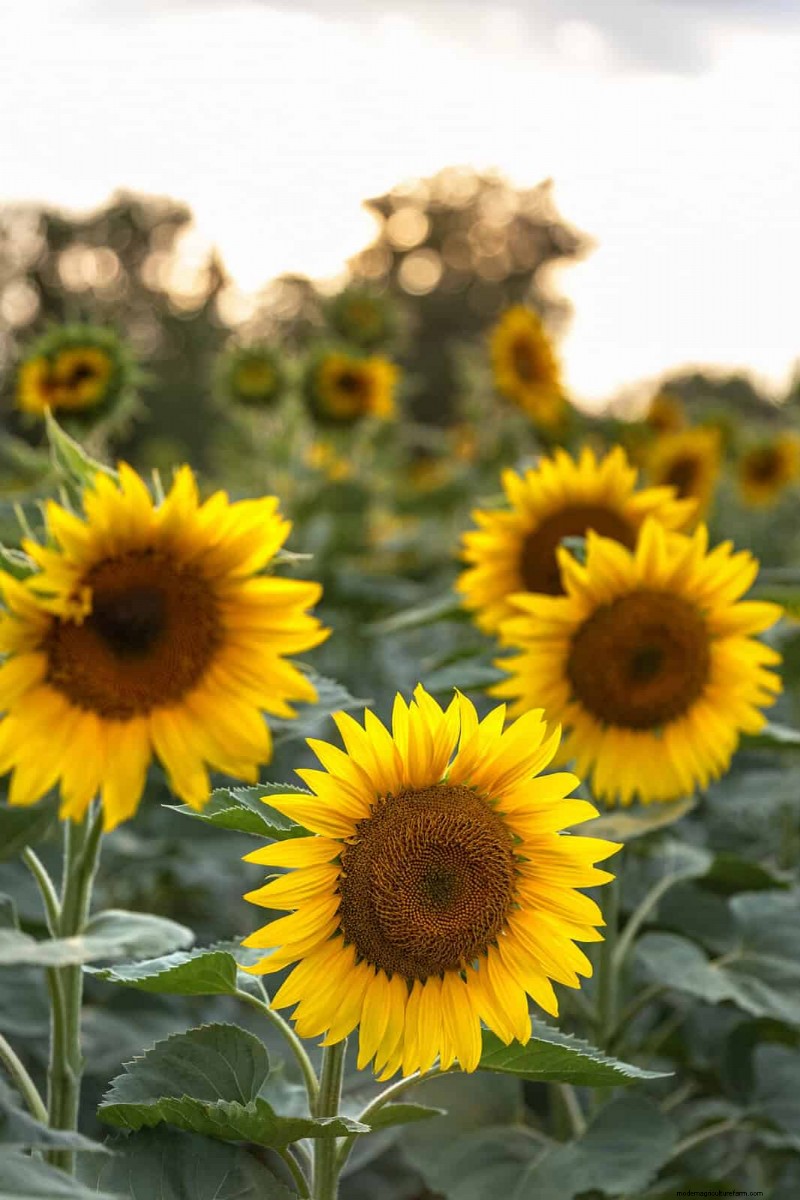 Heat-Resistant Flowers: 15 Blooms That Thrive in Hot Weather